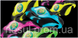 Power Balance Neon Swirl Неоновый вихрь bands 5604566 фото 1